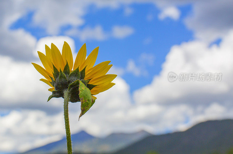 向日葵看天空