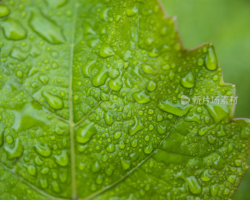 带雨滴的叶子