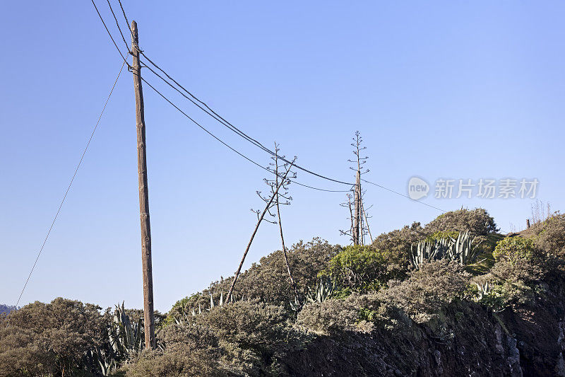 龙舌兰植物