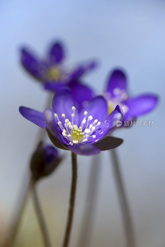 海银莲花