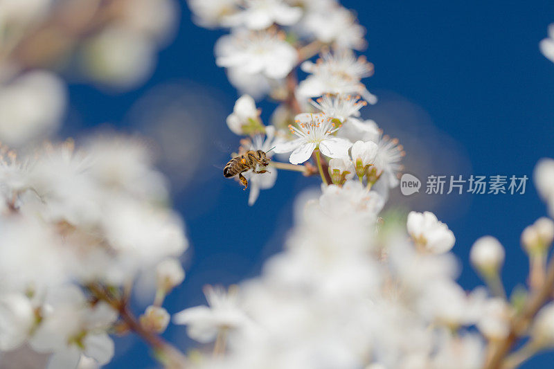 蜜蜂采集花粉