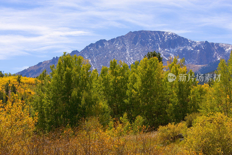 秋天白杨树叶在派克峰科罗拉多州