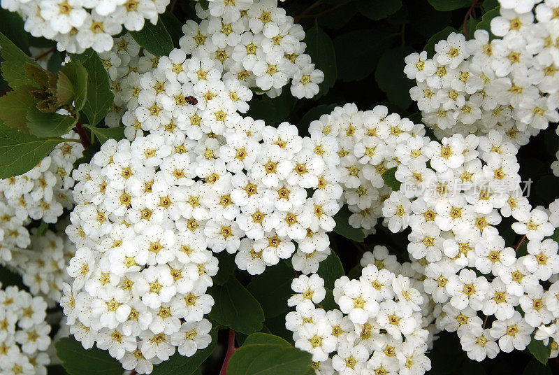 在开花的灌木上小巧的白色花