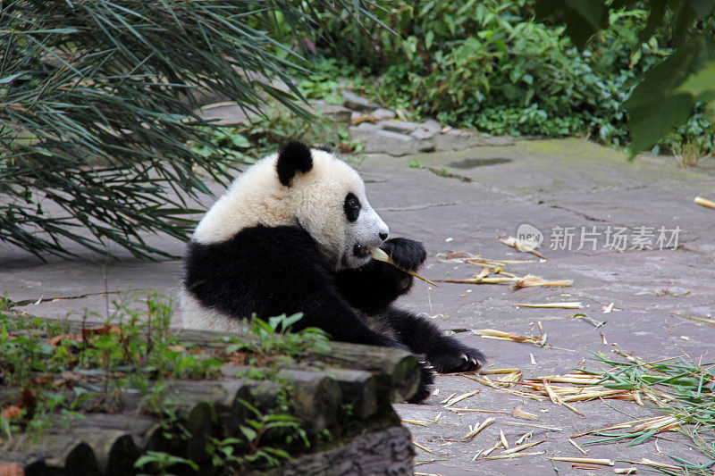 小熊猫坐着吃——中国