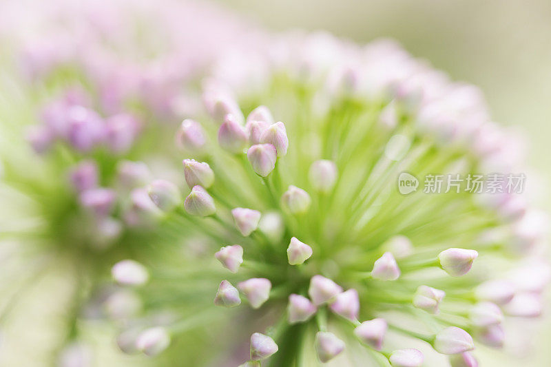 葱属植物的花