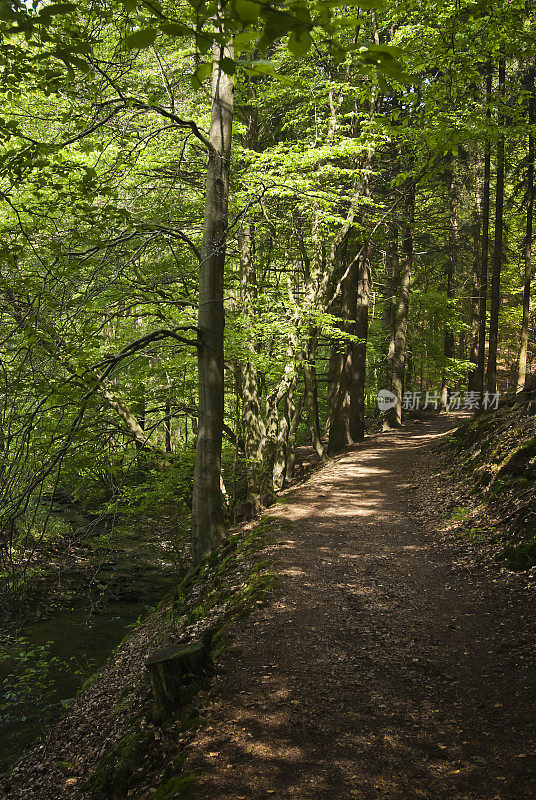 森林中沿着小溪的徒步小径的自然图像