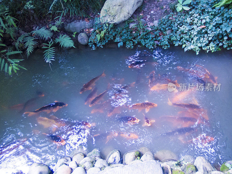 中国园林中的鲤鱼池