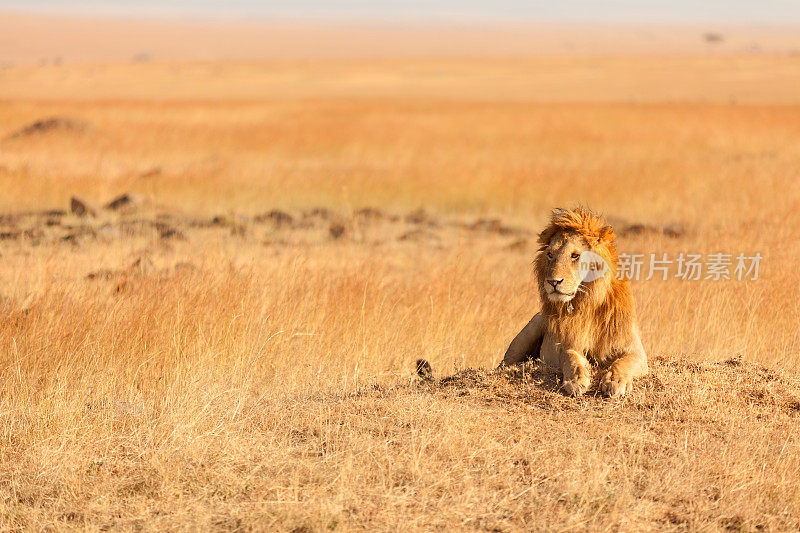一只雄狮躺在马赛马拉的草地上