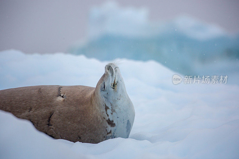 南极洲:丹科岛的食蟹海豹