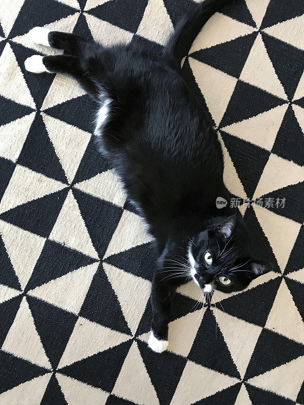 黑猫和白猫在地毯上休息