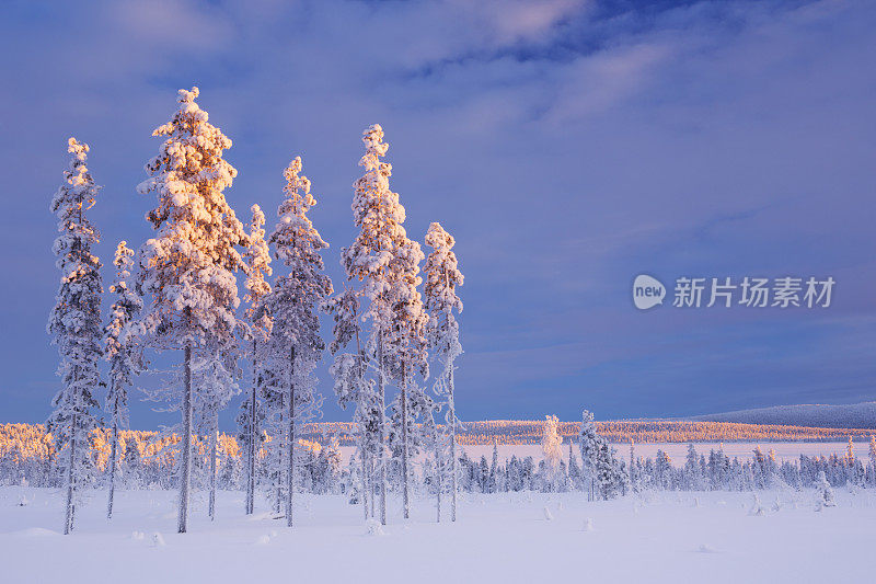 芬兰拉普兰冬日日落时分的雪景