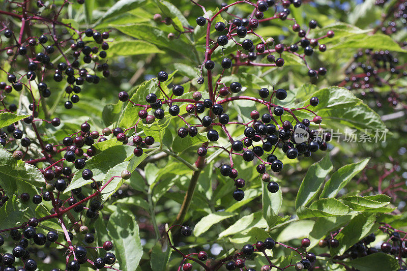 黑浆果接骨木丛黑Sambucus黑与叶