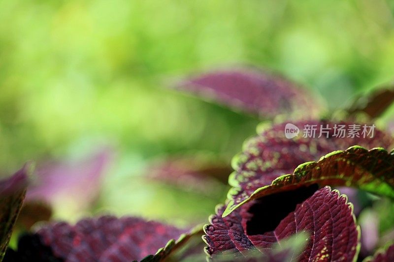 锦紫苏植物背景