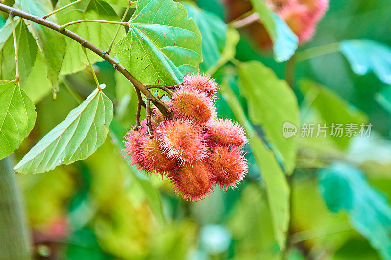 留尼旺岛上的红毛丹水果