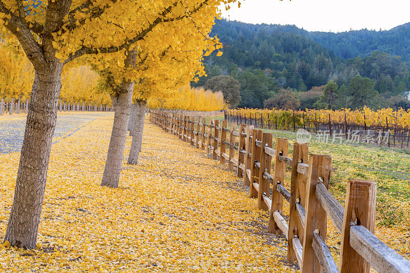 加州纳帕谷道路上的黄色银杏树