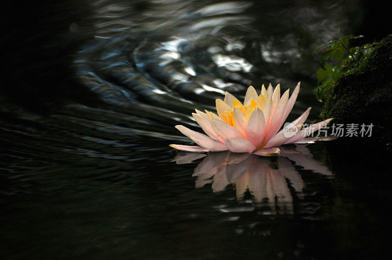 睡莲花开花