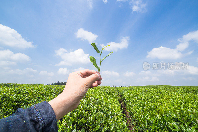 茶芽叶在手上