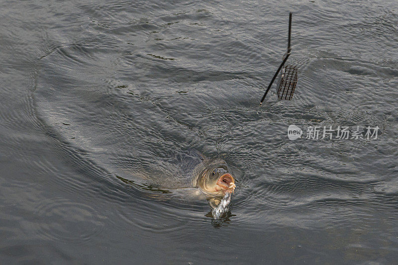 在水库捕鲤鱼