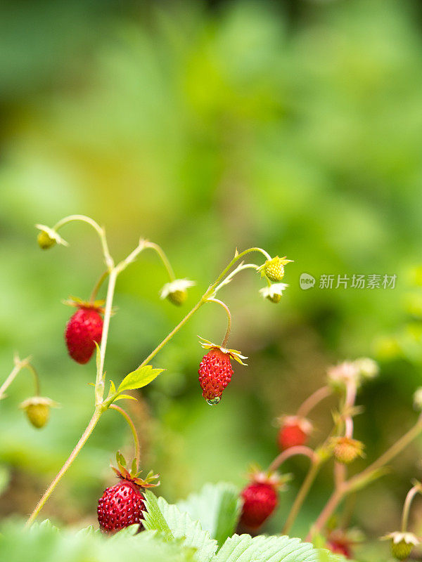 野草莓