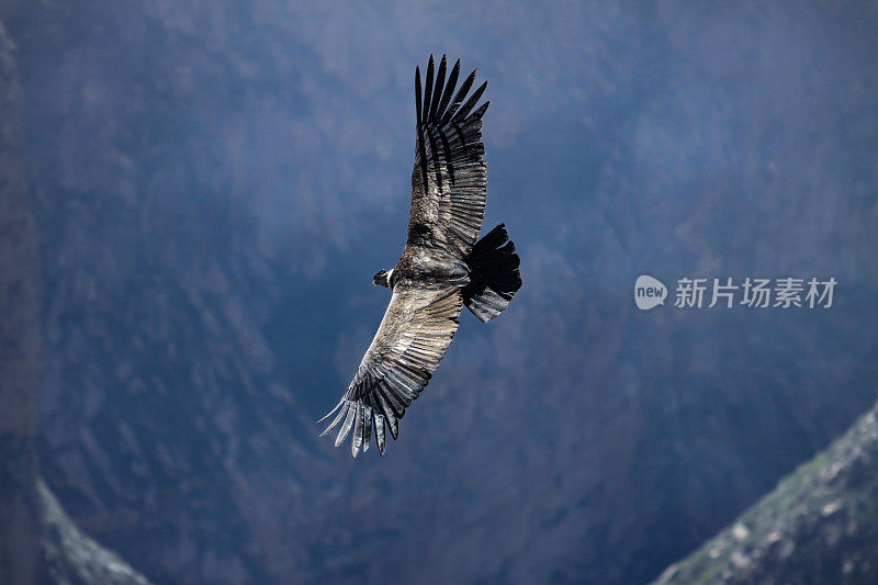 威严的秃鹰和迪诺滑翔在深科尔卡峡谷在克鲁斯德尔秃鹰