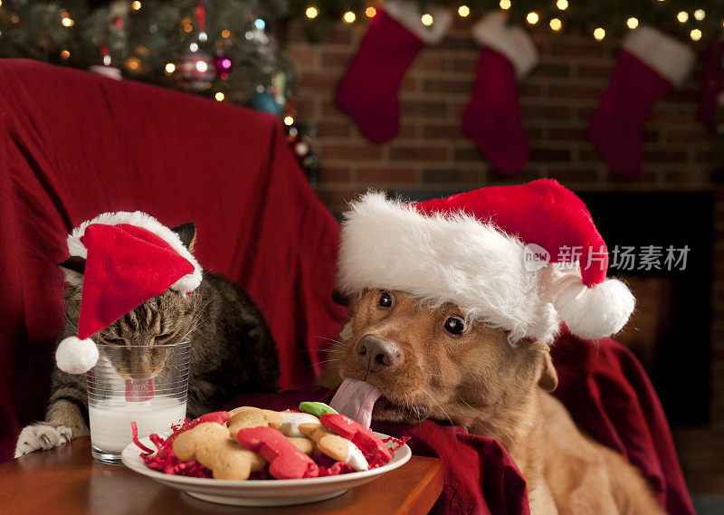 猫和狗在吃圣诞老人的零食