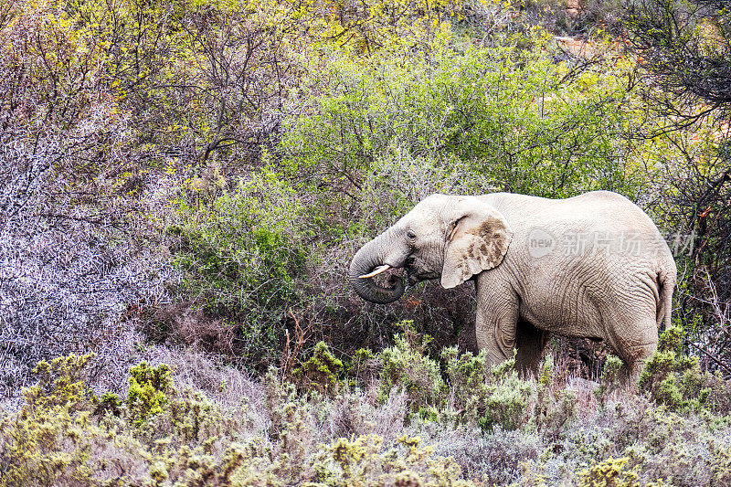 南非一种非洲象，正在吃灌木的叶子或树枝
