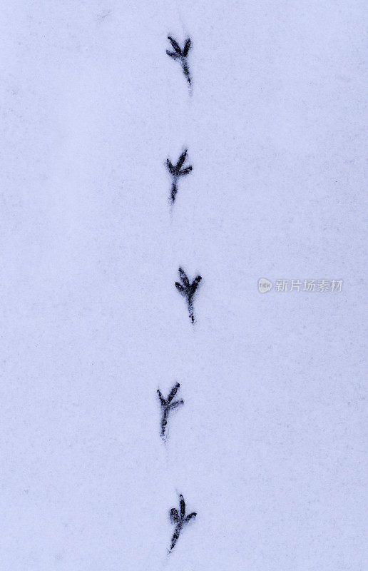 鸟在雪地上留下的足迹。背景、概念。