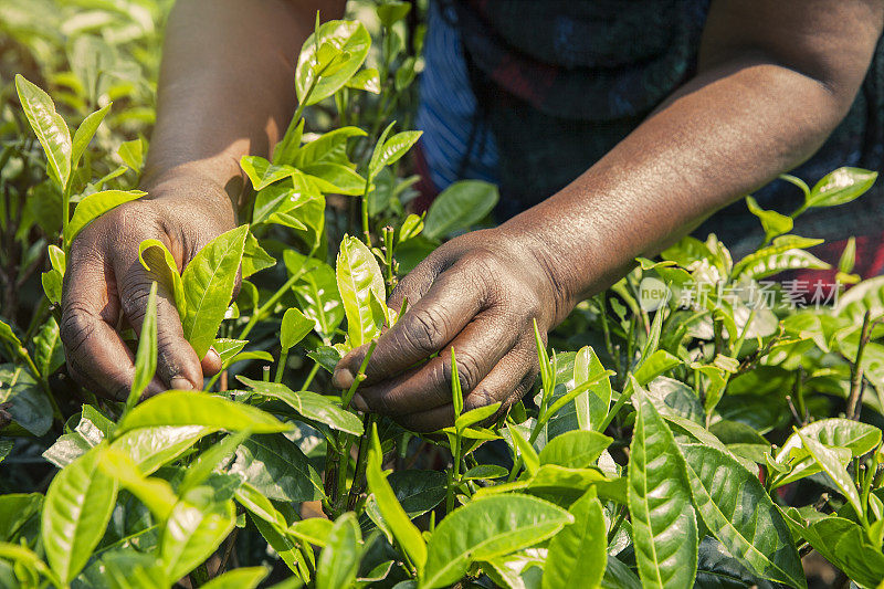 采茶叶的女人。卢旺达