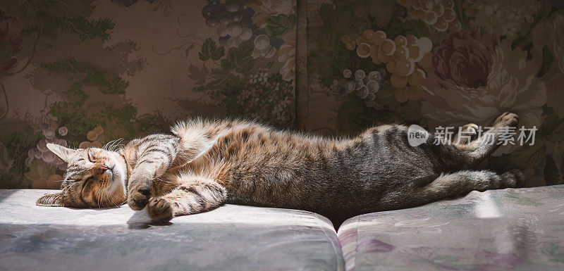 一只猫在阳光下的沙发上睡觉。