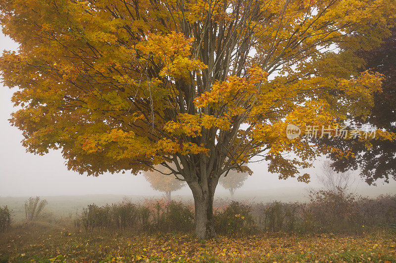 美国佛蒙特州，一个雾蒙蒙的秋天早晨，一棵孤零零的枫树