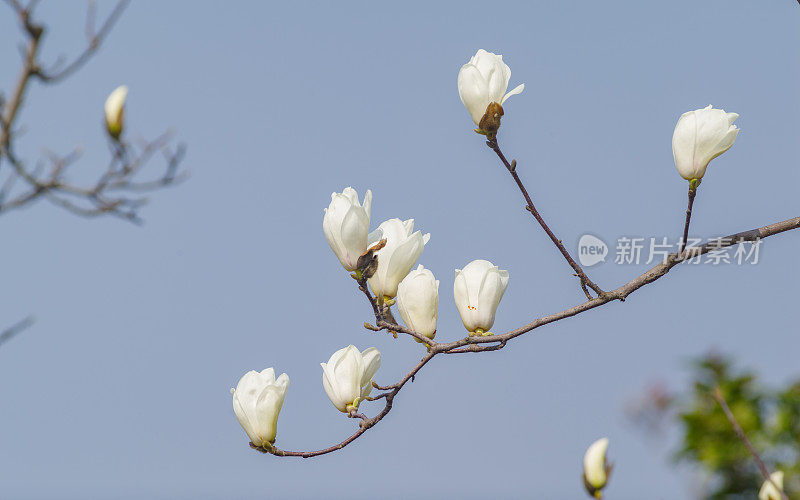 春花系列，蓝天背景的白玉兰，白玉兰是上海的市花。