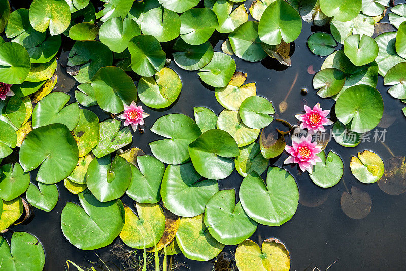 在日本的一个池塘中粉红色的睡莲俯视图