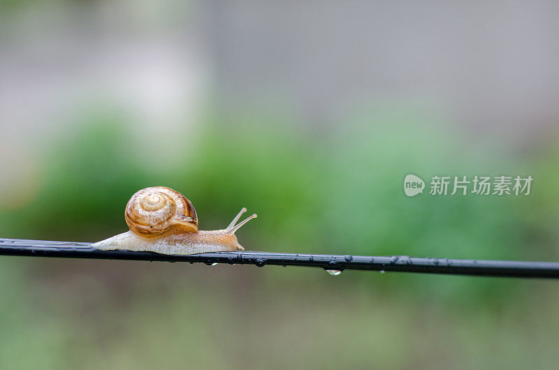 雨中的蜗牛，花园里电线上的蜗牛