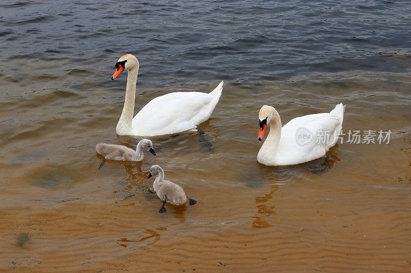 雄性和雌性白天鹅在寒冷的欧洲湖中养育新生的雏鸟。阴天雨天难得拍大自然