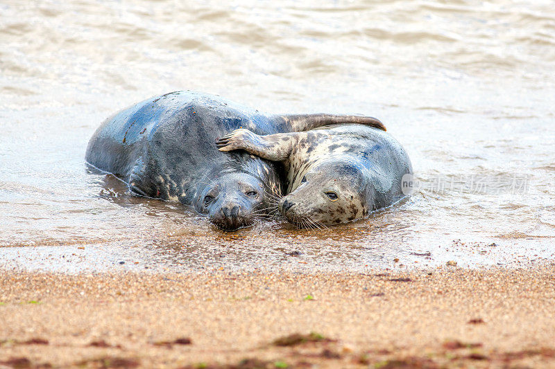 假日浪漫。一对正在繁殖的灰海豹在沙滩上拥抱着。有趣的动物模因形象。