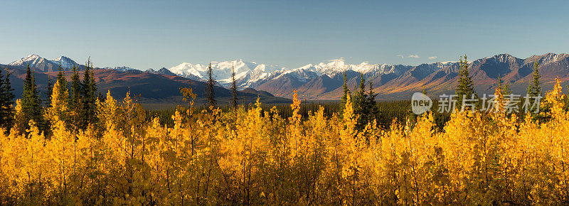 炽热的黄色秋天秋天的颜色树德纳里山脉