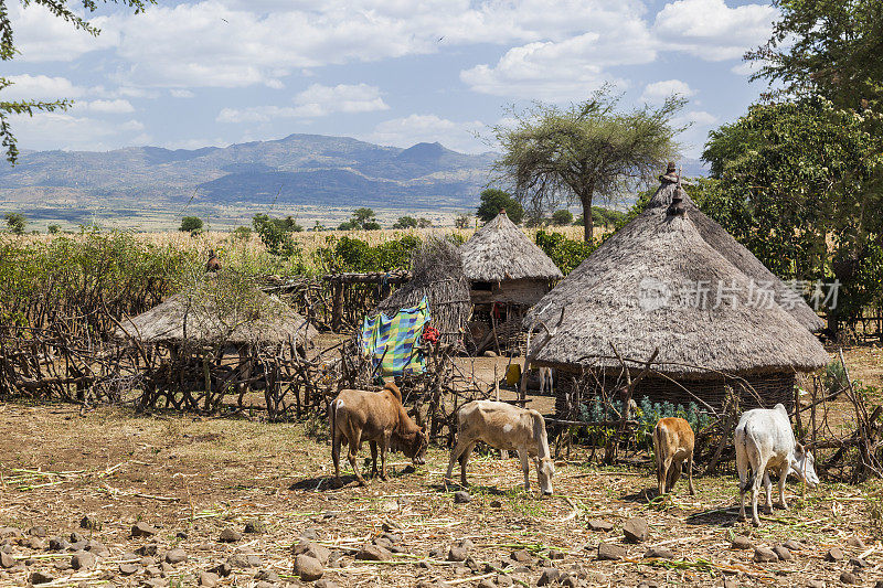 路边的小农场。Konso附近的Omo山谷。埃塞俄比亚