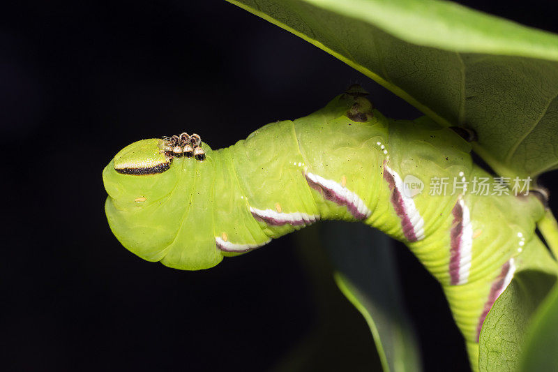 女贞蛾，被称为女贞蛾毛虫。蝴蝶幼虫。绿色的毛毛虫