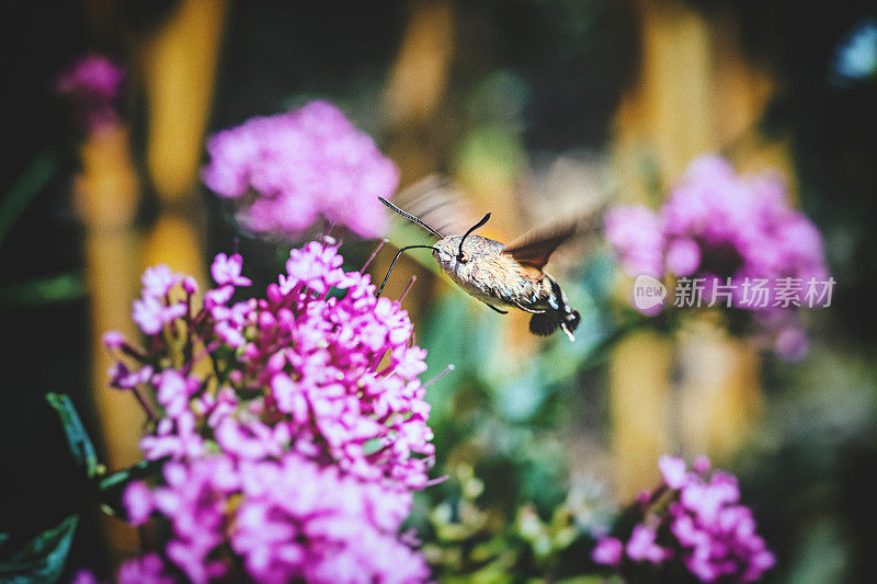 蜂鸟鹰蛾蝴蝶斯芬克斯昆虫飞在红色缬粉花在夏天
