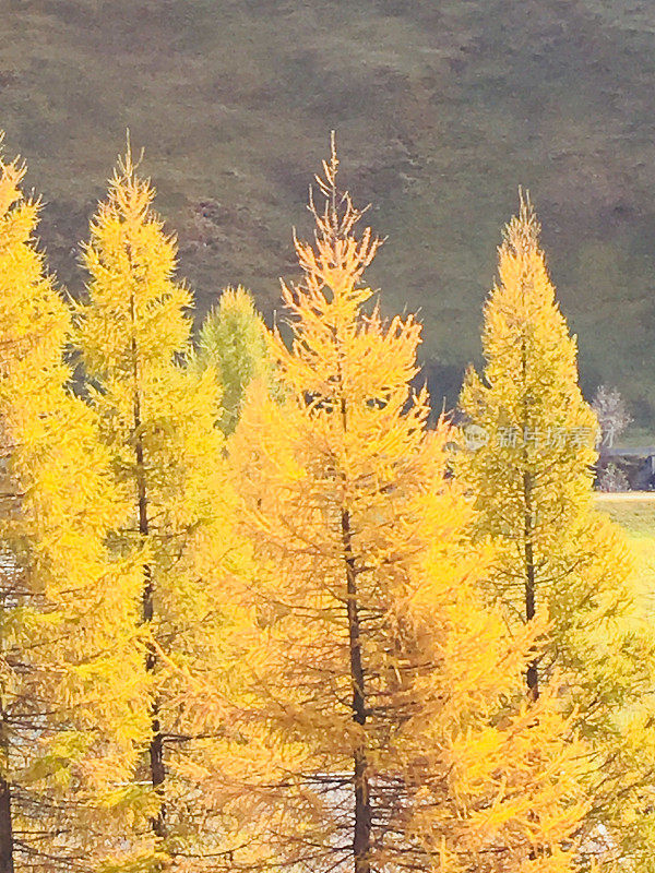 夏季印度森林在瑞士山上，树木和黄叶