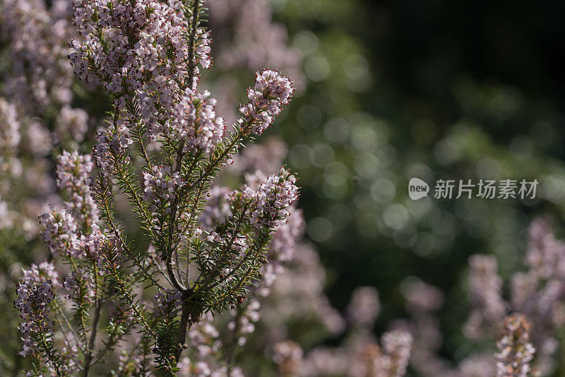 蜜蜂在田野里收集有香味的薰衣草花