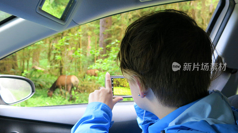 女孩在奥林匹克国家公园的汽车上用手机拍摄麋鹿