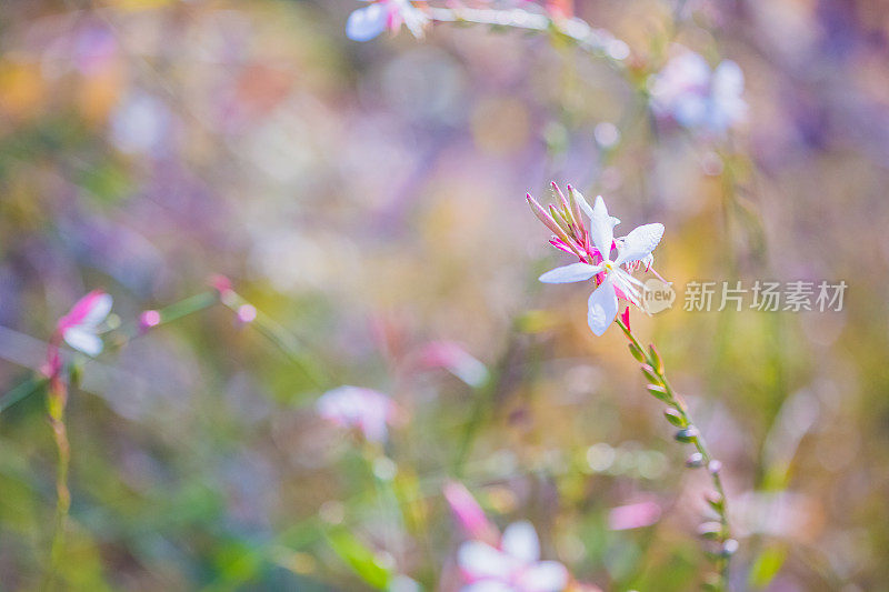 高拉林海美瑞多年生白色和粉红色的花在柔软和梦幻的散景背景。