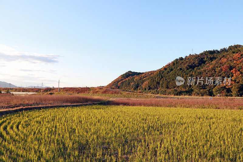 稻田和山脉景观与蓝天背景在日本。