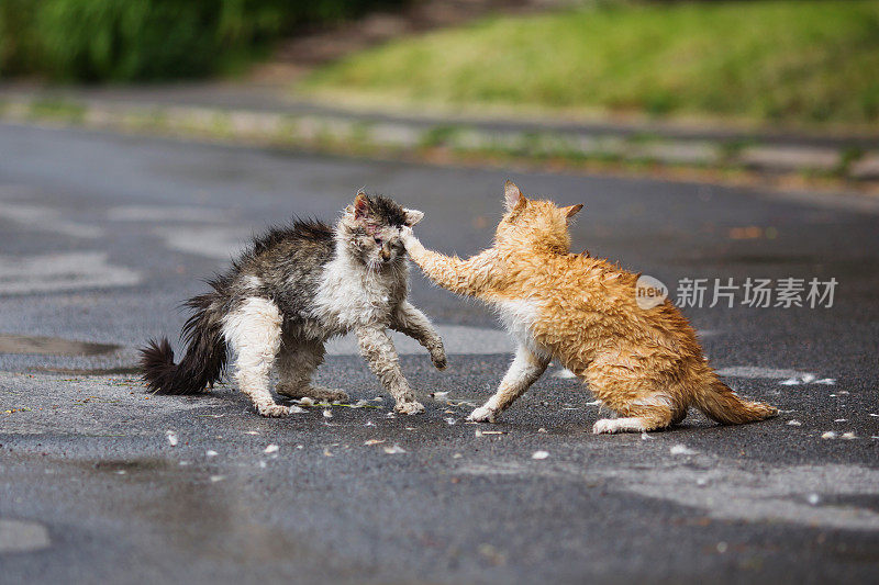 流浪猫在街上打架。橙色和白色灰色的湿猫在路上打架。激进的动物