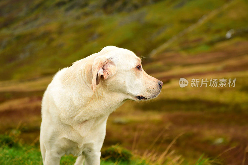 英国湖区的拉布拉多寻回犬