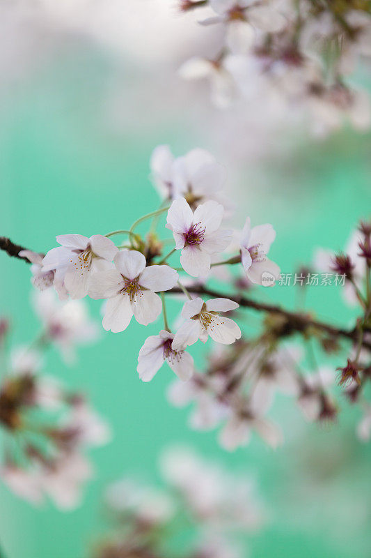 白色的樱花在春天盛开