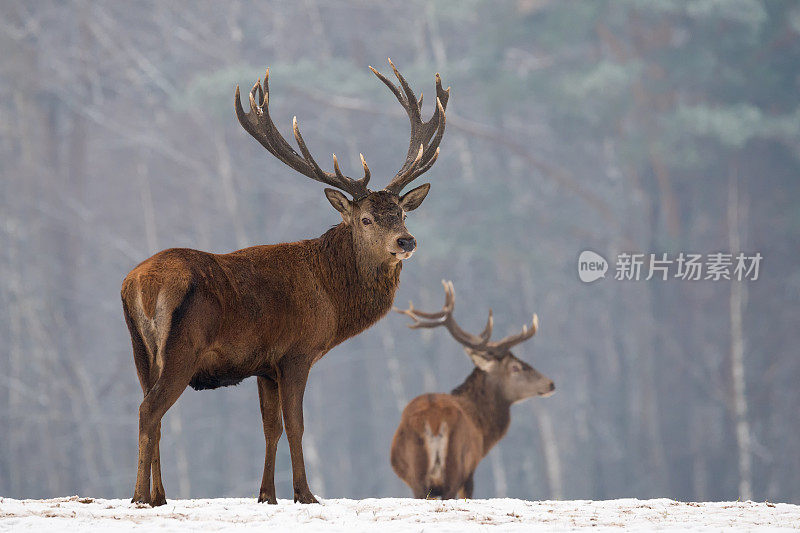 冬季野生动物景观与两只高贵的鹿(麋鹿)。白雪覆盖的白桦林背景上的鹿和巨大的分叉角。雄鹿特写，风景。白俄罗斯。