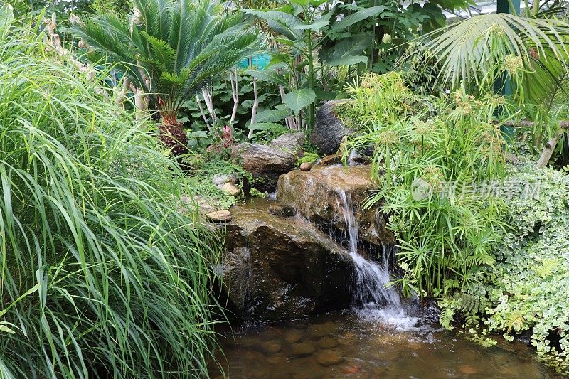 小瀑布在池塘周围的蕨类和植物