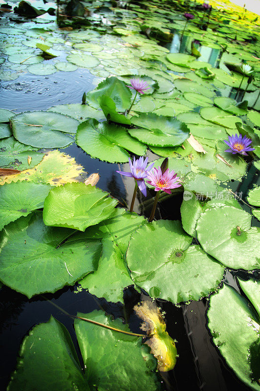 近看美丽明亮的睡莲花漂浮在水上